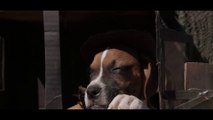 Dogs and cats ReMake of Indiana Jones Far More Adorable