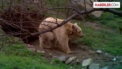 Hayvanat Bahçesindeki Ayı, Kış Uykusu İçin Kendine İn Yaptı