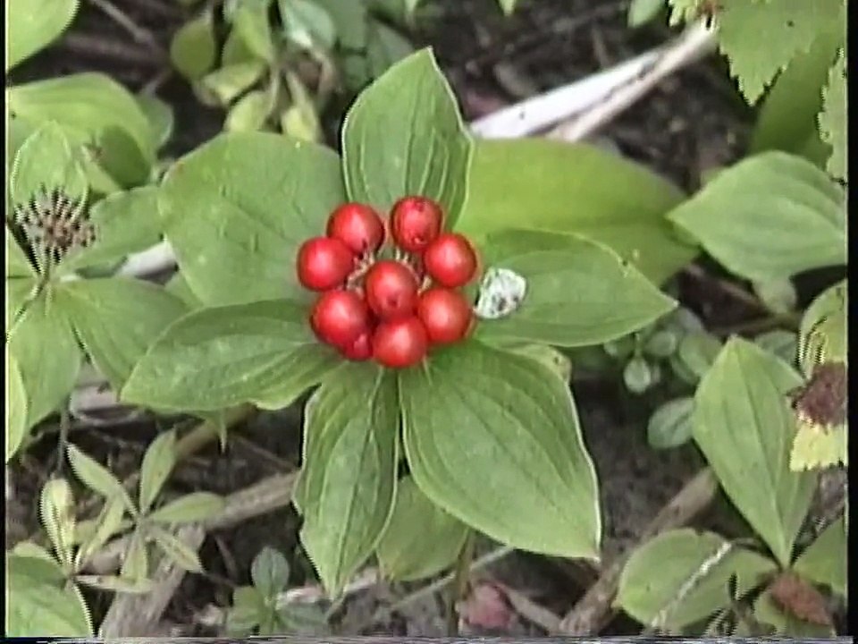 Bella Coola Natural History: Common Merganser, Grizzly Bear, Fertillary Butterfly, Black Bear, Glaucous-winged Gull