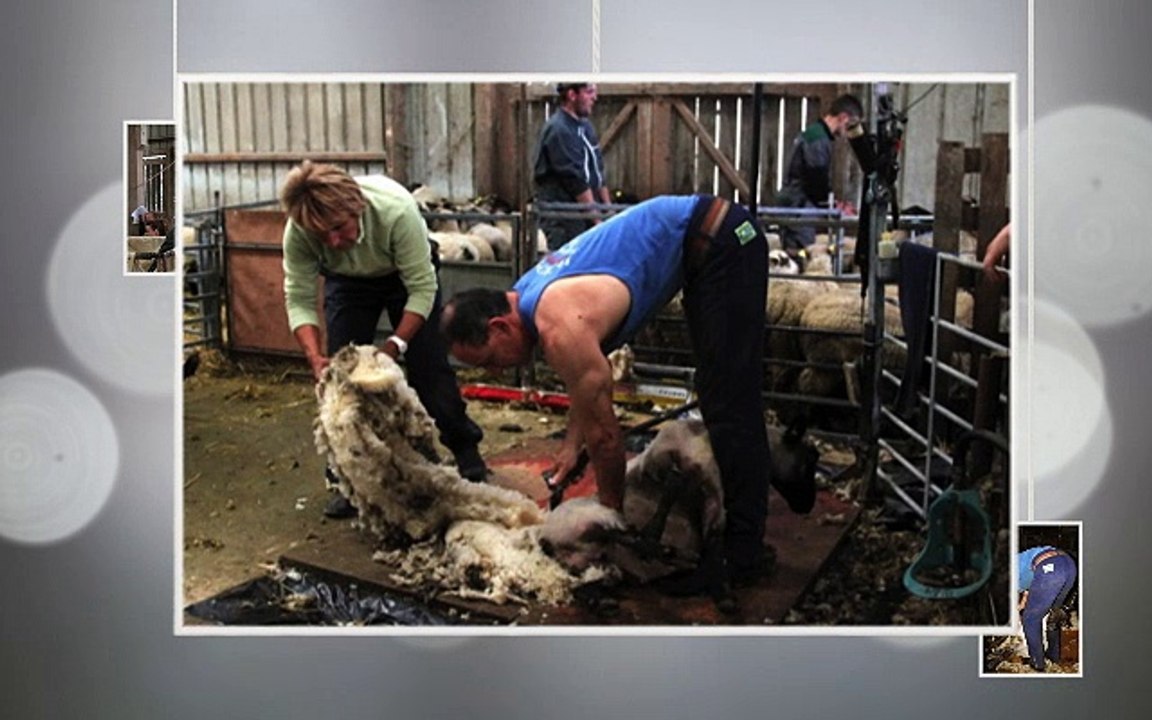 tonte des agneaux du mont saint michel