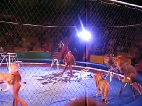 Des lions attaquent leur dompteur