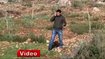 800 Zeytin Fidanı Polis Nezaretinde Tek Tek Söküldü