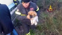 Chiavari (GE) - Cane intrappolato in uno scantinato il salvataggio (29.12.14)