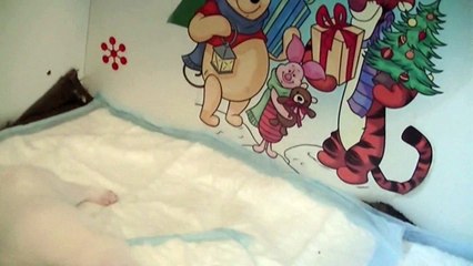 31ème vidéo de chiot staffie de la 18ème portée de Staffordland