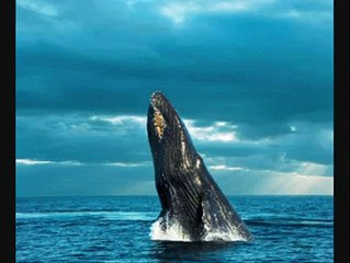 حضرت سلیمان علیہ السلام نے اللہ سے کیا فرمائش کی؟ plz watch n share