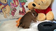 38ème vidéo de chiot staffie de la 18ème portée de Staffordland