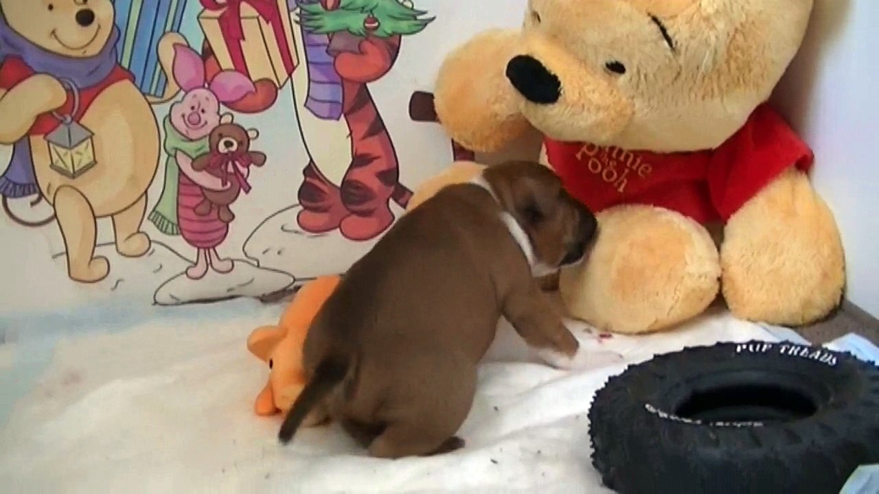 38ème vidéo de chiot staffie de la 18ème portée de Staffordland