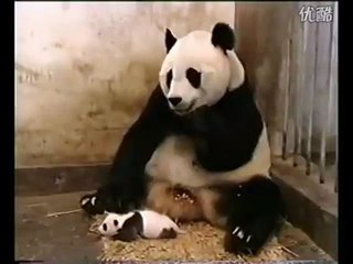 Cute little panda baby brith very funny