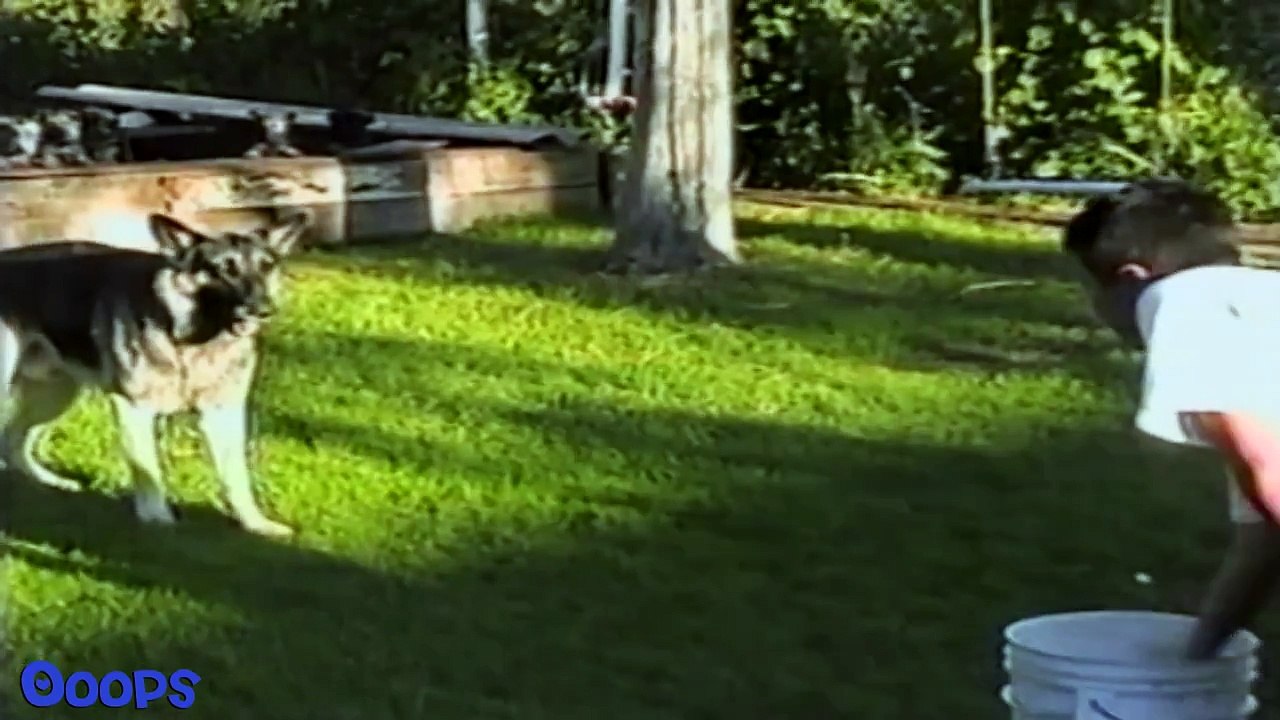 Funny Dogs on Home Video