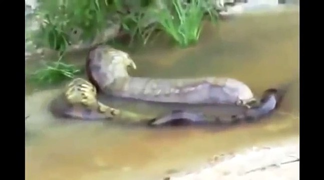 WORLDS LARGEST BIGGESTS SNAKE