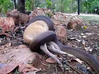 Un wallaby se fait engloutir par un python de 3 mètres