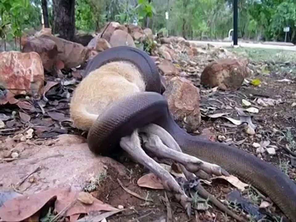 Un wallaby se fait engloutir par un python de 3 mètres