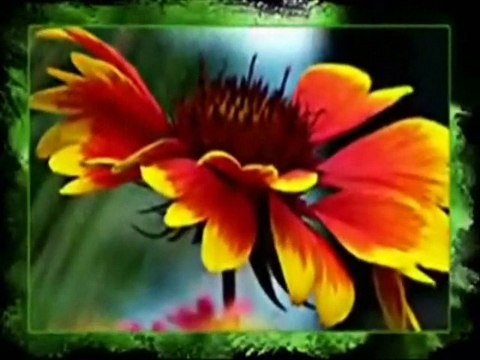 Papatya Gibisin Beyaz ve İnce