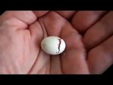 Kuşun Yumurtadan Çıkış Anı