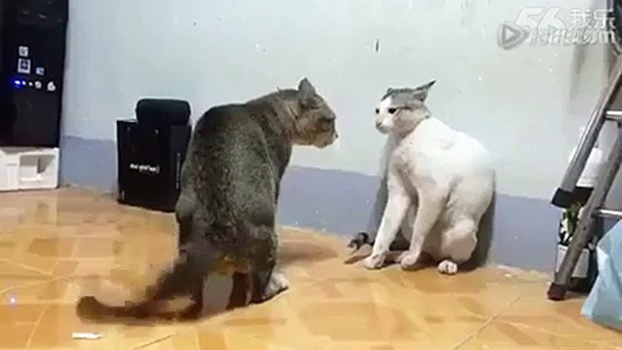 Kung Fu Cats