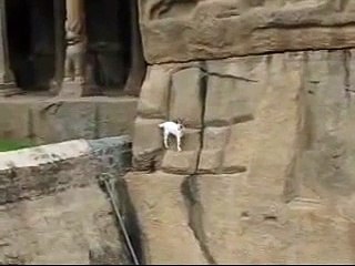 Duvarda Gezinen Keçi Yavrusu