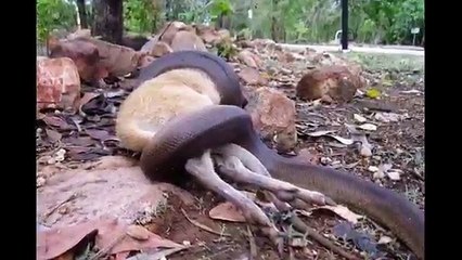 Astonishing moment a python swallows a WALLABY whole