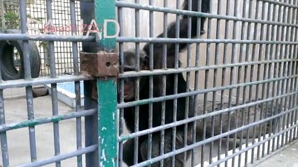 Chimpanzee  in karachi zoo