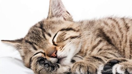 Beethoven Fur Elise Lullabies for Babies Classical Music for Babies