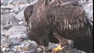 Bella Coola Natural History: Glaucous-winged Gull, Bald Eagle
