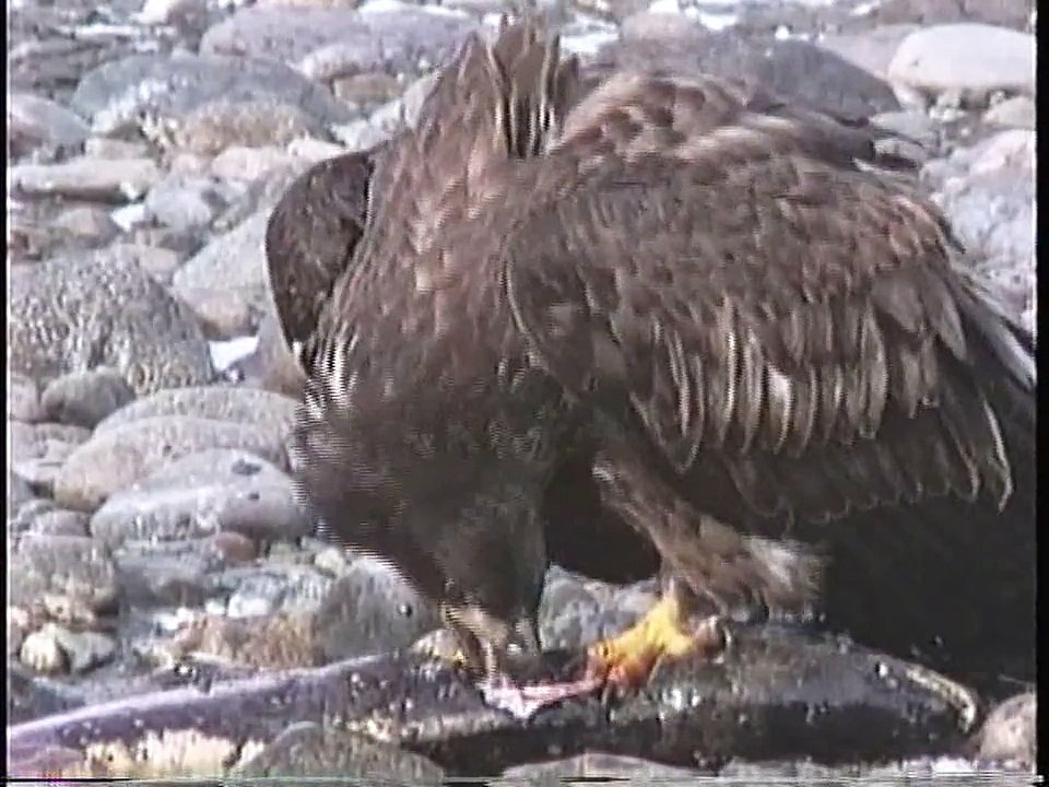 Bella Coola Natural History: Glaucous-winged Gull, Bald Eagle