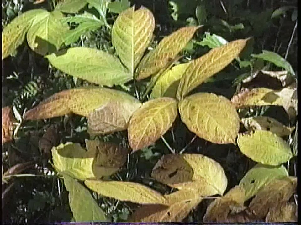 Bella Coola Natural History: Marmot, Long-horned Beetle, Caterpillar, Salmon