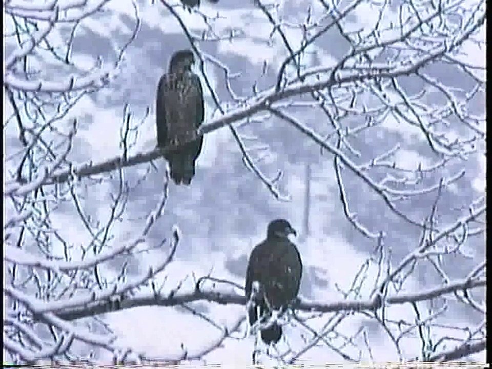Bella Coola Natural History: Bald Eagle, River Otter