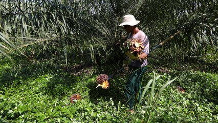 The dark roots of Colombia’s palm oil growth