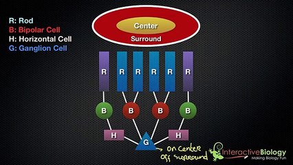 Anatomy of eye part 11