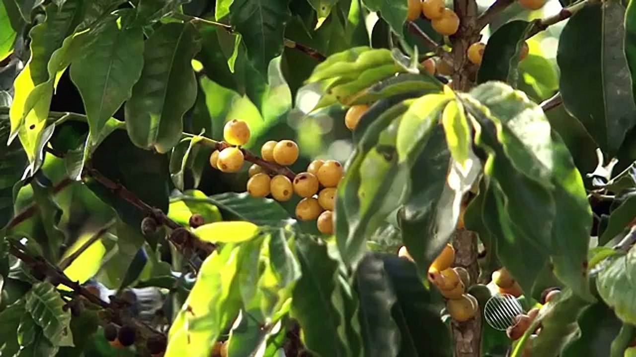 Quilo do café gourmet pode chegar aos R$ 900