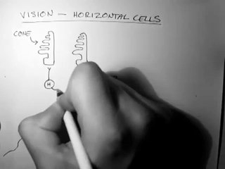 Anatomy of eye part 14
