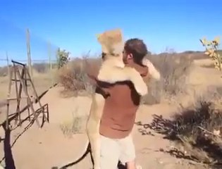 The Deep Bond Between a Lion and a Human