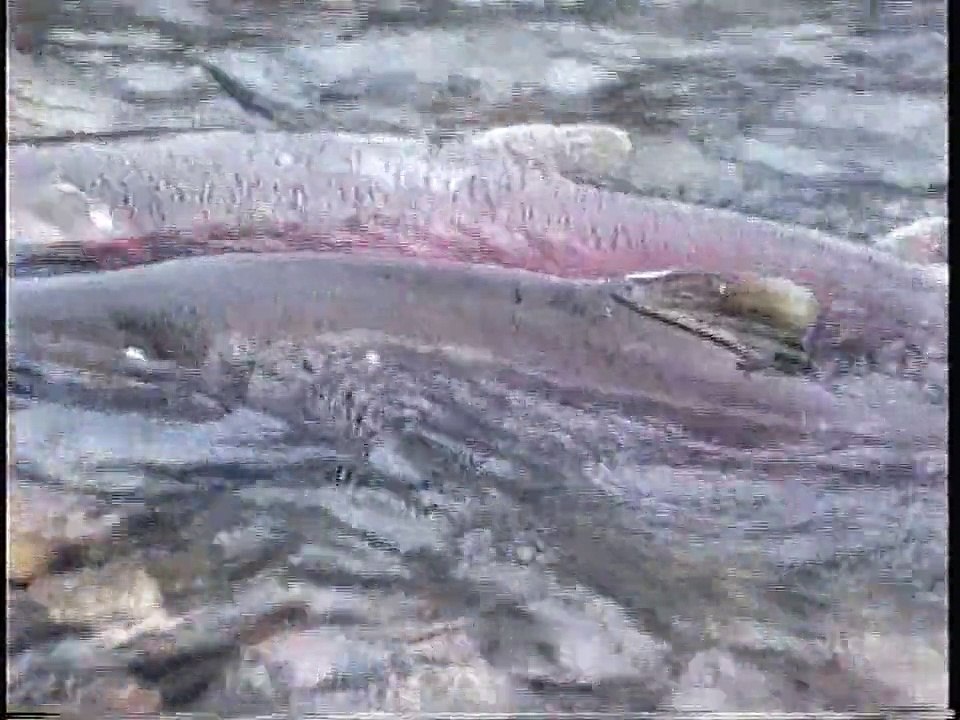 Bella Coola Natural History: Black Bear, Pectoral Sandpiper, Hairy Woodpecker, Trumpeter Swans, Mew Gull