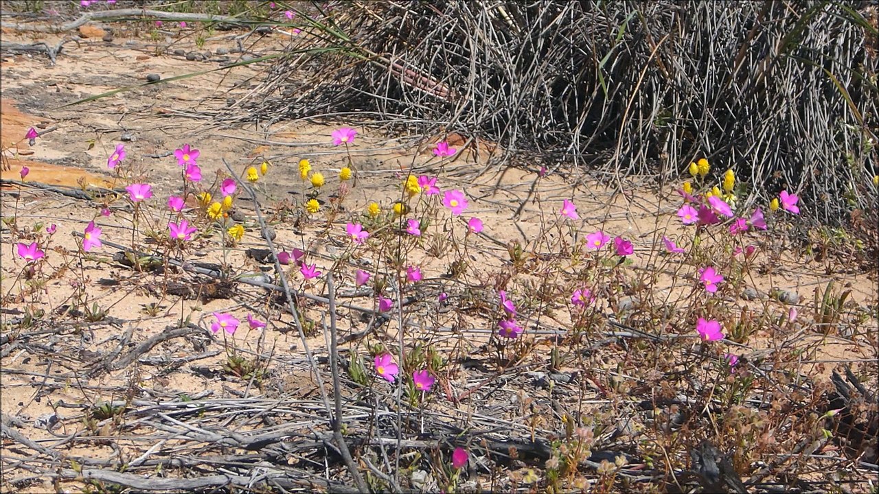 Kalbarri National Park