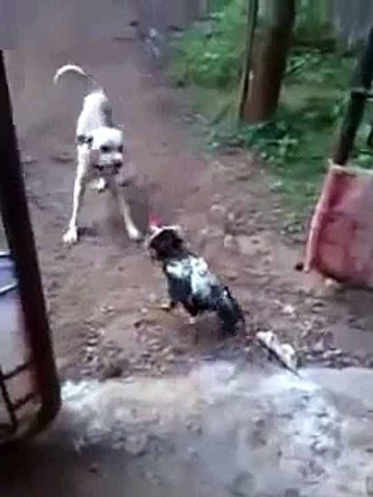 Köpek' e atarlanan horoz