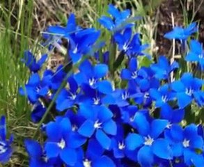 özden ırmak_erzincan BU NE BİCİM BİR SEVDAYMIŞ..