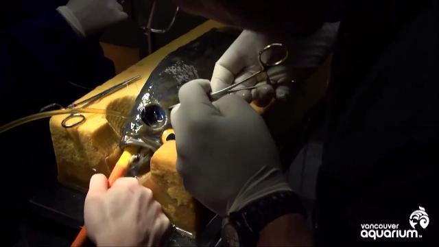 Fish Gets Cosmetic Surgery To Stop Other Fish From Bullying It