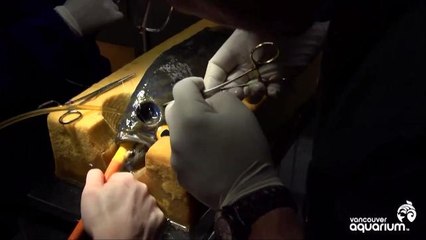 Fish Gets Cosmetic Surgery To Stop Other Fish From Bullying It