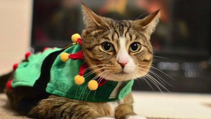 Cat Accidentally Sold in Mattress is Found