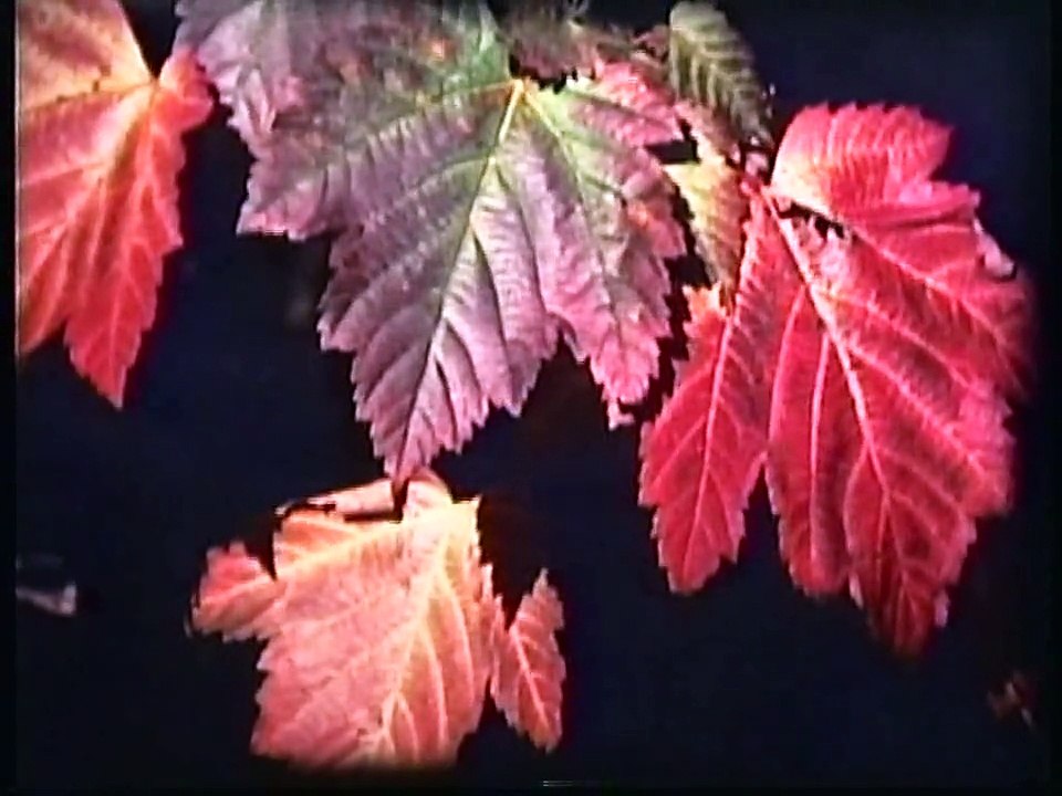 Bella Coola Natural History: Grizzly Bear, Black Bear, American Dipper, Bald Eagle