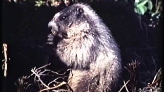 Bella Coola Natural History: Marmot, River Otter, Mountain Goats