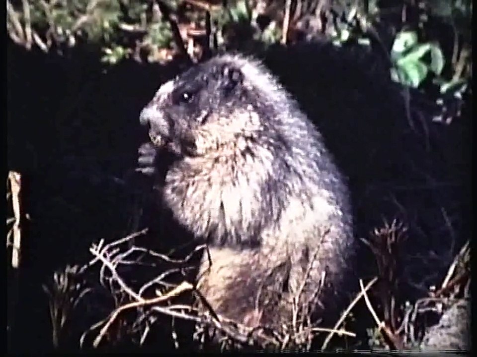 Bella Coola Natural History: Marmot, River Otter, Mountain Goats