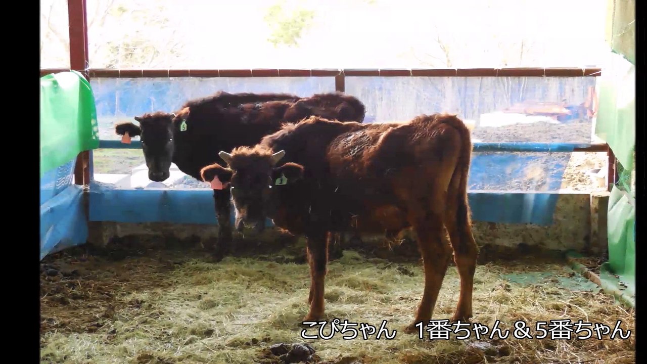 希望の牧場　2014年を振り返る
