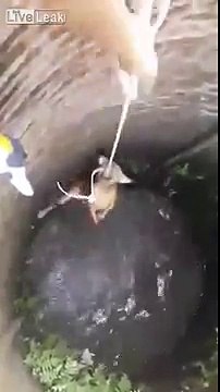 Homens salvam cão que caiu em um poço