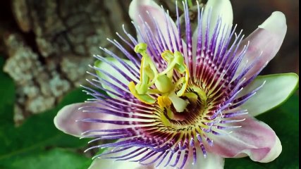 Morgan Freeman Narrates the Greatest Story of Our Generation