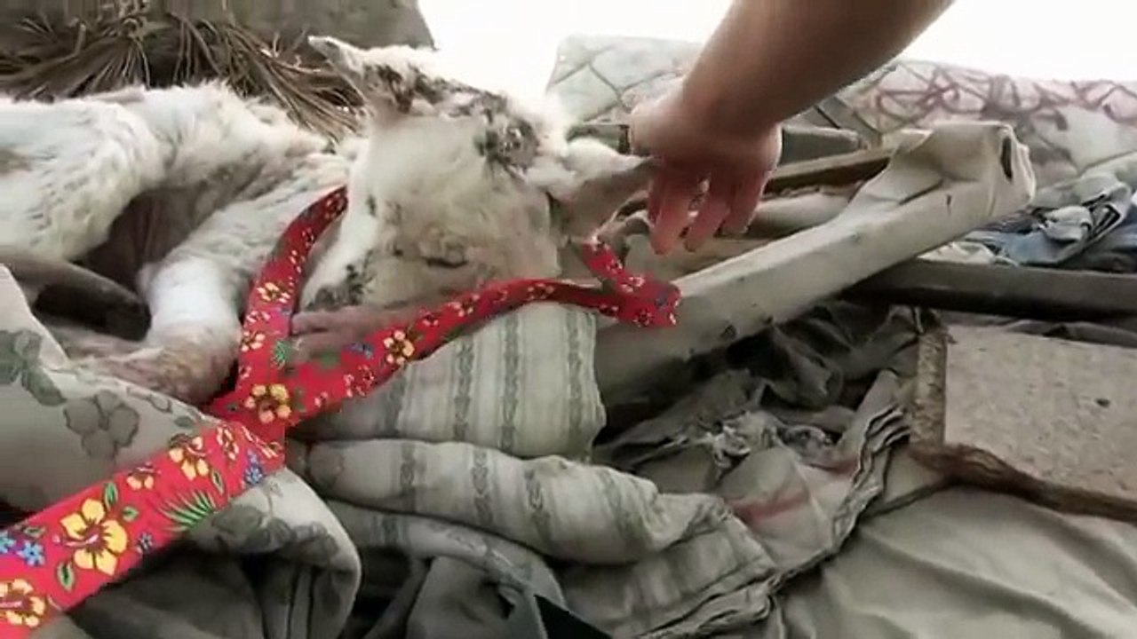 The incredible recovery and transformation of Miley The husky dog