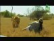Man vs Wild - Male Pride Lion - Mike Mills Goes Face to Face Against the King of Beasts with a Toilet Paper Roll - Mike the Lion Expert Perhaps Goes too Far