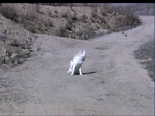 Protección animales