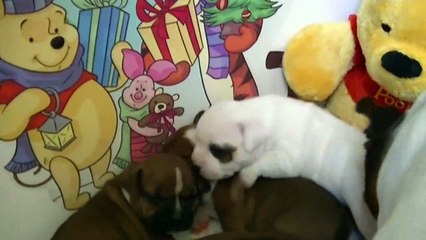 36ème vidéo Chiot n°4-femelle de la 18ème portée de Staffordland