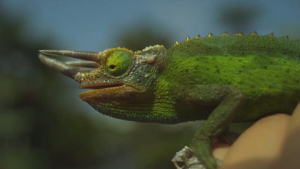 Russia Creating 'Noah's Ark' of Animal DNA